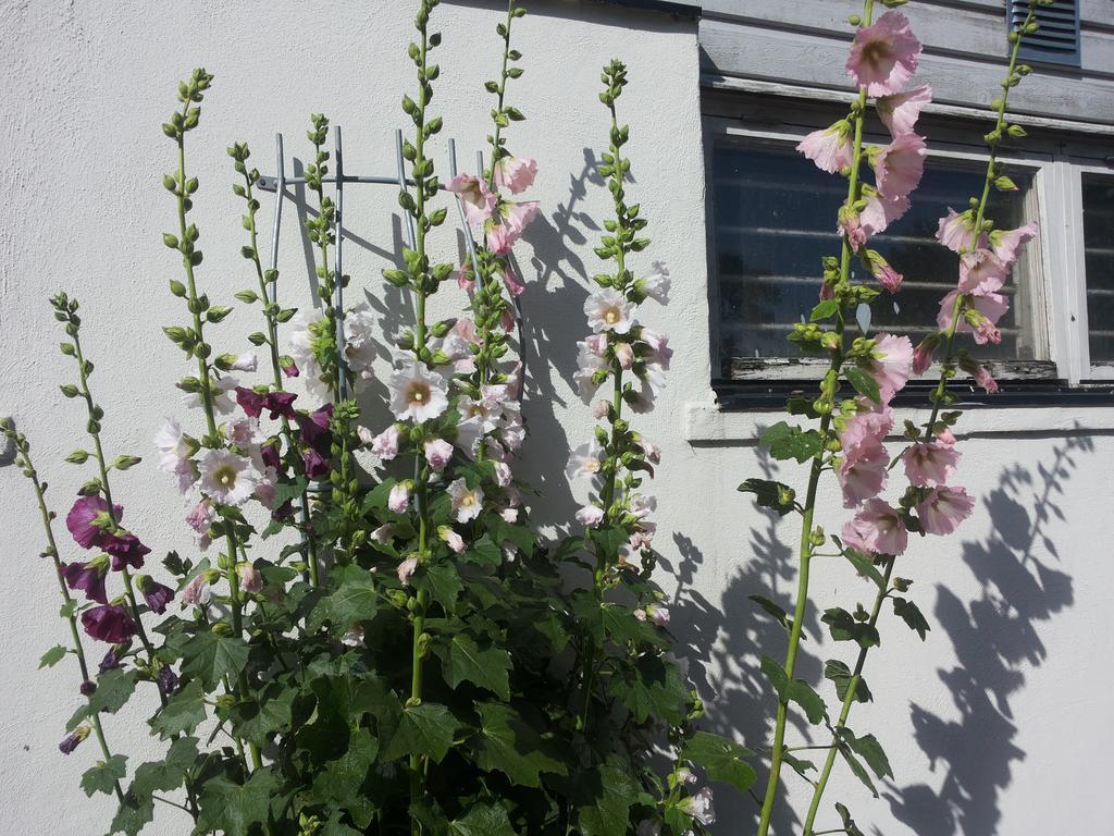 Laegenhet Lillisgarden Pensionat Vallåkra Eksteriør billede